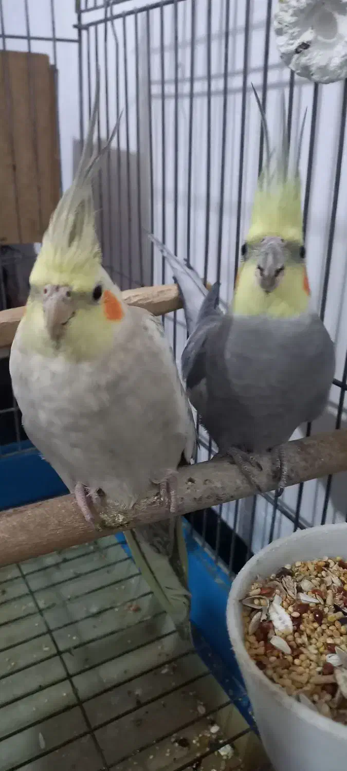 عروس هلندی|پرنده|رزن, |دیوار