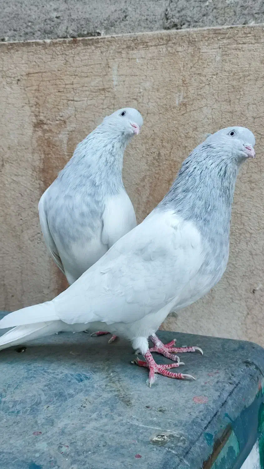 کبوتر کله کاکلی زیبا|پرنده|مشهد, هفده شهریور|دیوار