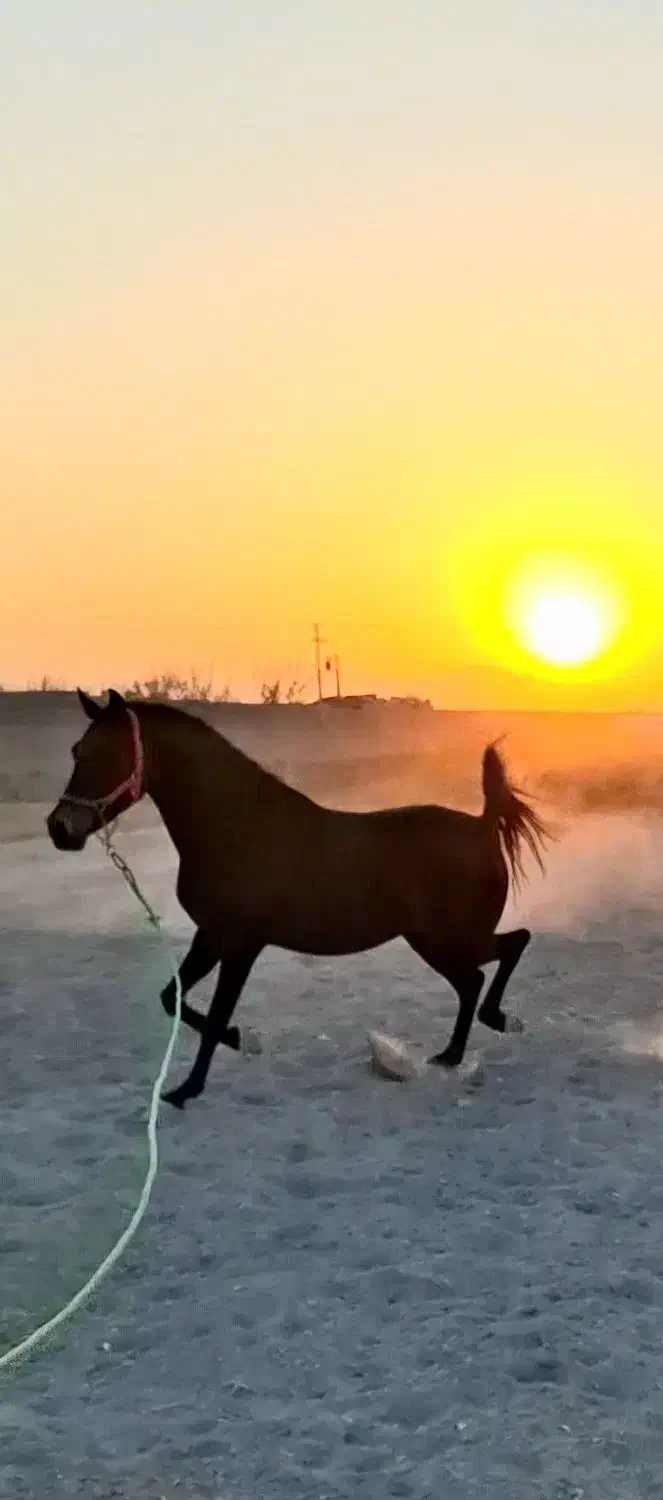 کره ماده ۴ ساله|اسب و تجهیزات اسب‌سواری|فلاورجان, |دیوار