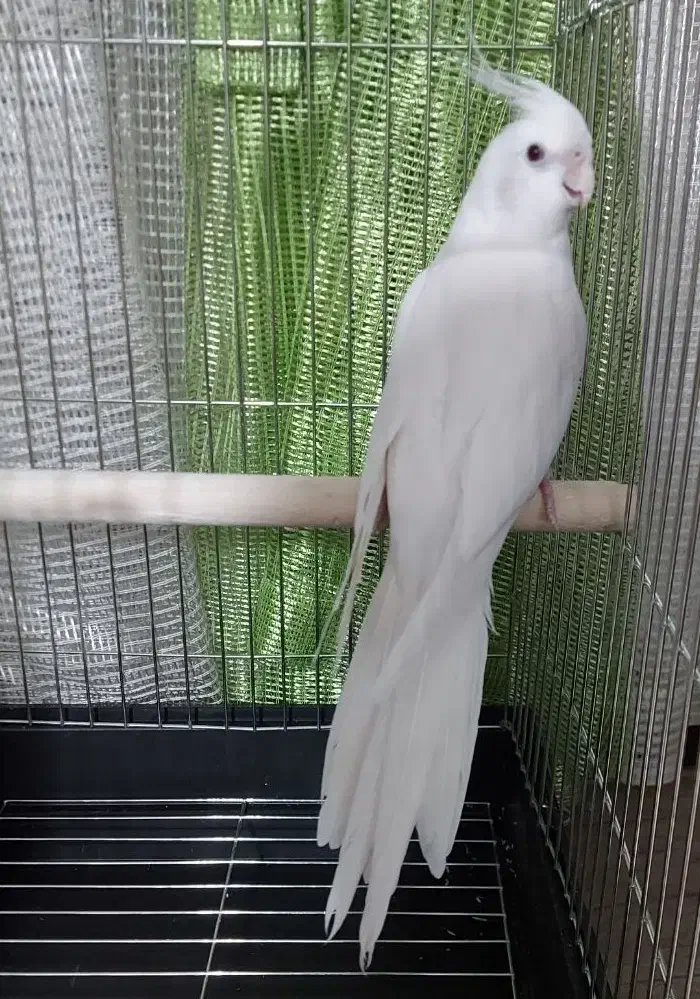 عروس هلندی آلبینو ماده|پرنده|تهران, شهرک دریا|دیوار