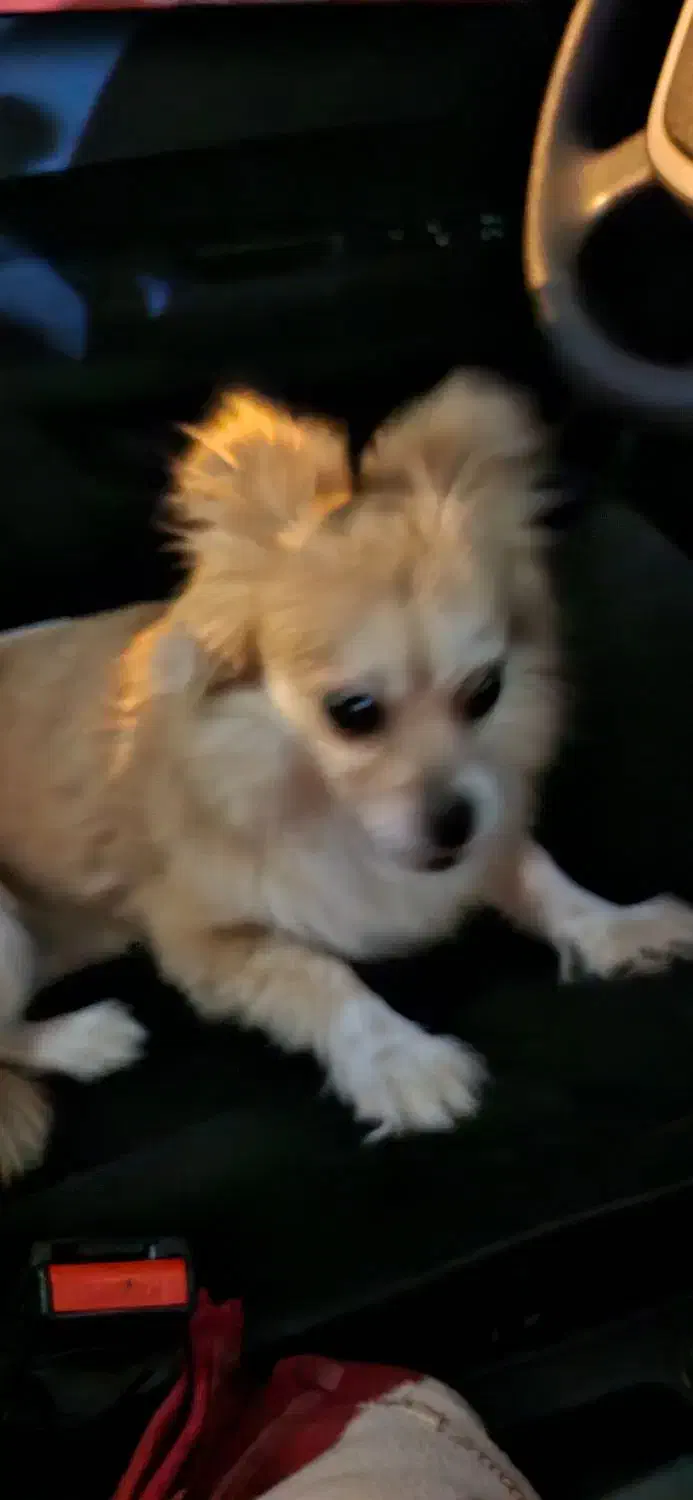 واگذاری سگ|سگ|بندر ماهشهر, |دیوار