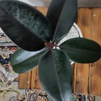 گل و گلدان مناسب هدیه|گل و گیاه طبیعی|یزد, |دیوار