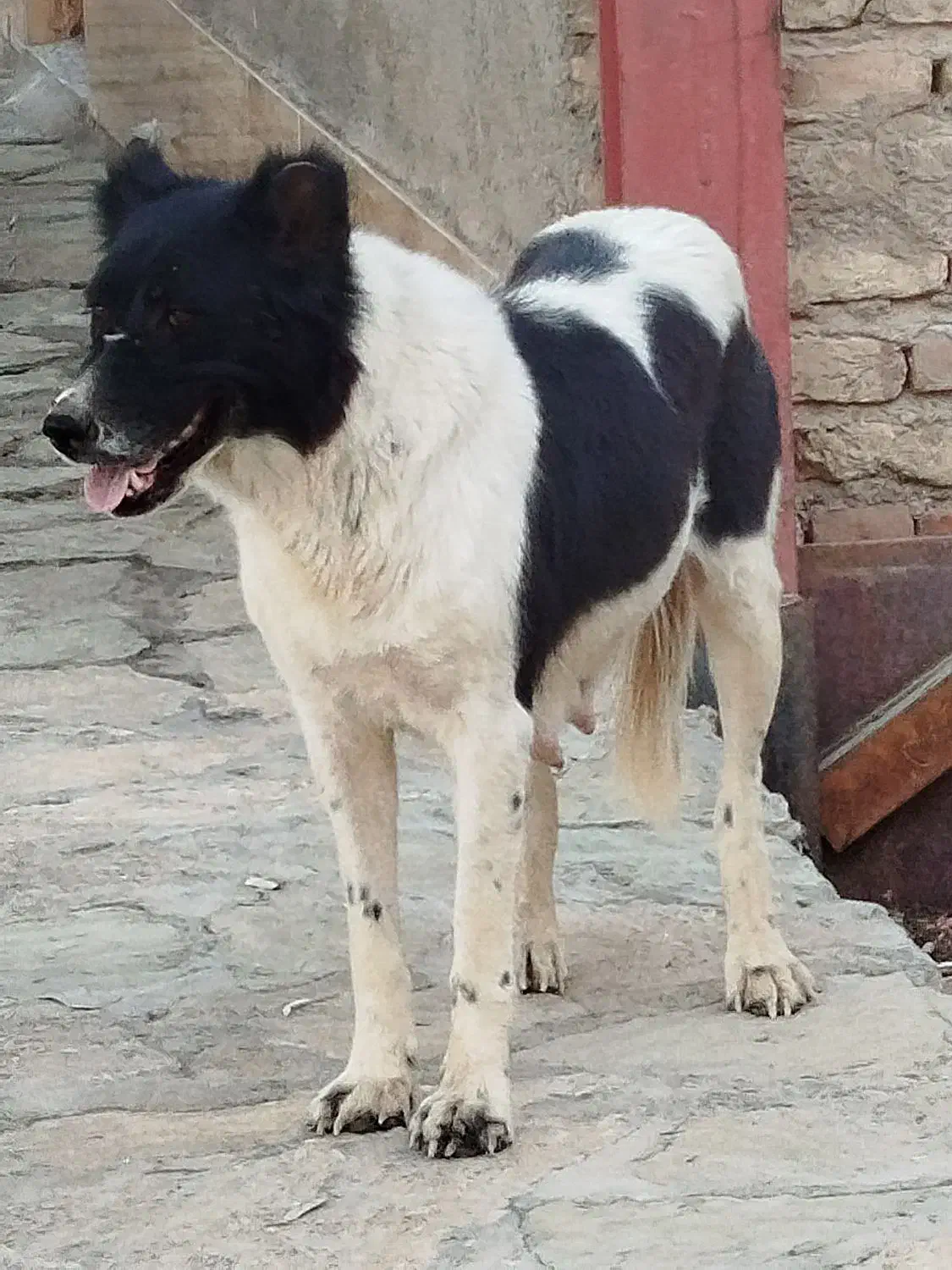 واگذاری سگ|سگ|قم, آزادگان|دیوار