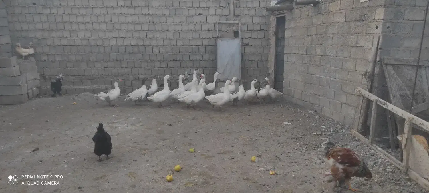 فروش غازهای محلی|حیوانات مزرعه|نقده, |دیوار