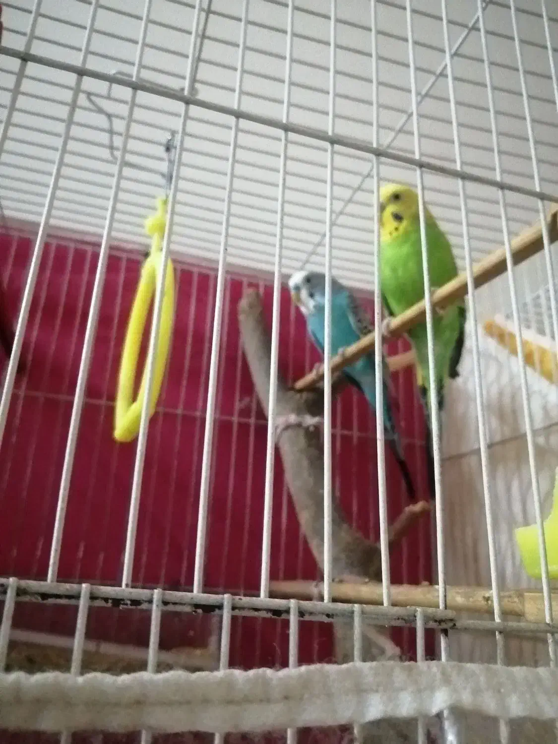 پرنده خوشکل زیبا|پرنده|مشهد, محمدآباد|دیوار