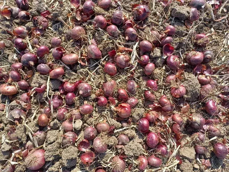 پیاز|خوردنی و آشامیدنی|بیلوار, |دیوار