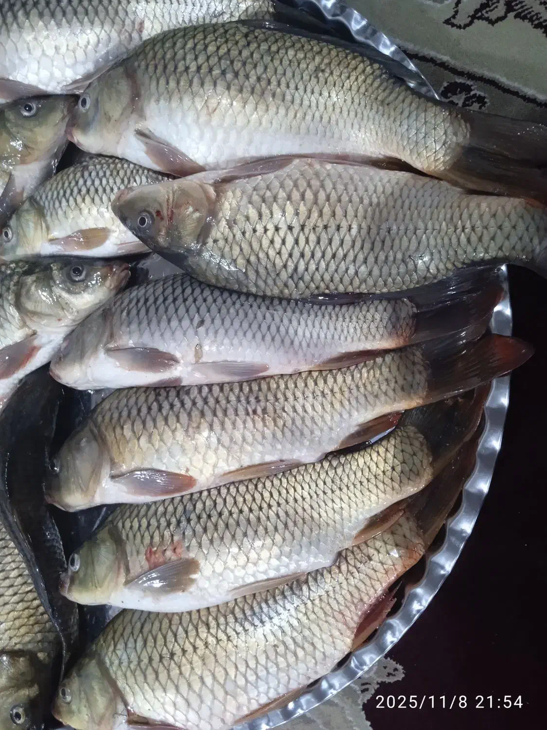 ماهی کپور تازه|ماهی|اندیمشک, |دیوار