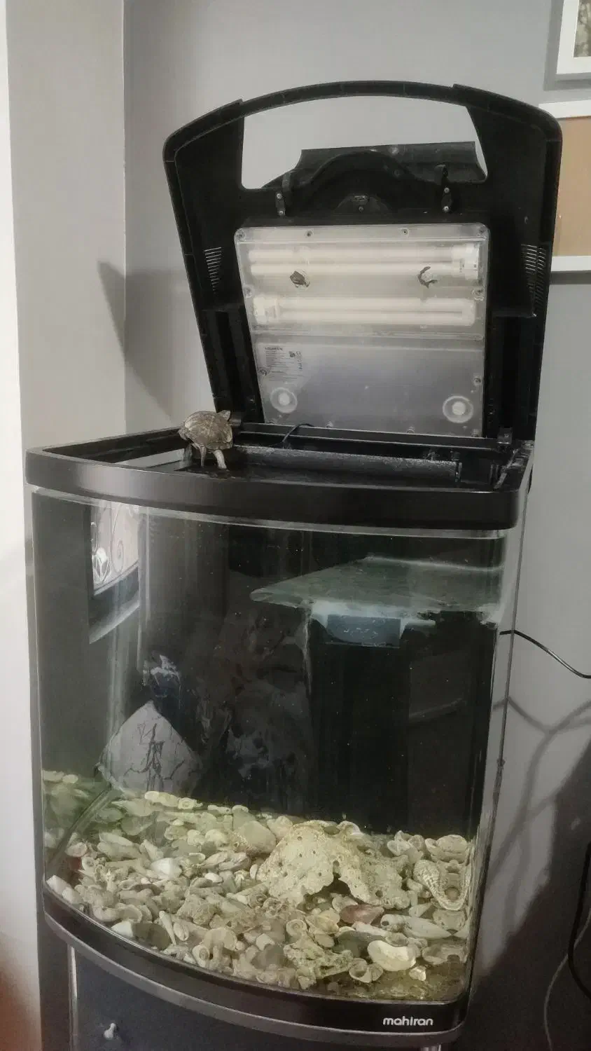 آکواریوم ماهیران|ماهی|کرج, شهرک فهمیده|دیوار