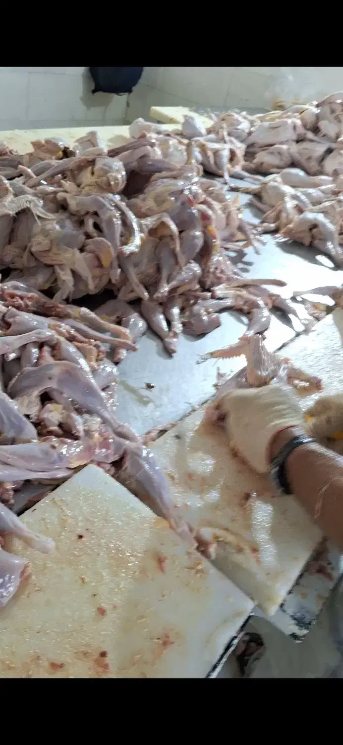 کار بیخس کاری مرغ|استخدام صنعتی، فنی، مهندسی|پلنگ آباد, |دیوار