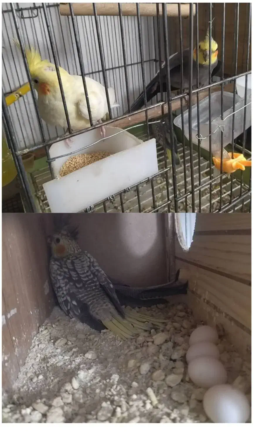 ملنگو  برزیلی عروس هلندی فنج مرغ عشق|پرنده|تهران, خلیج فارس|دیوار