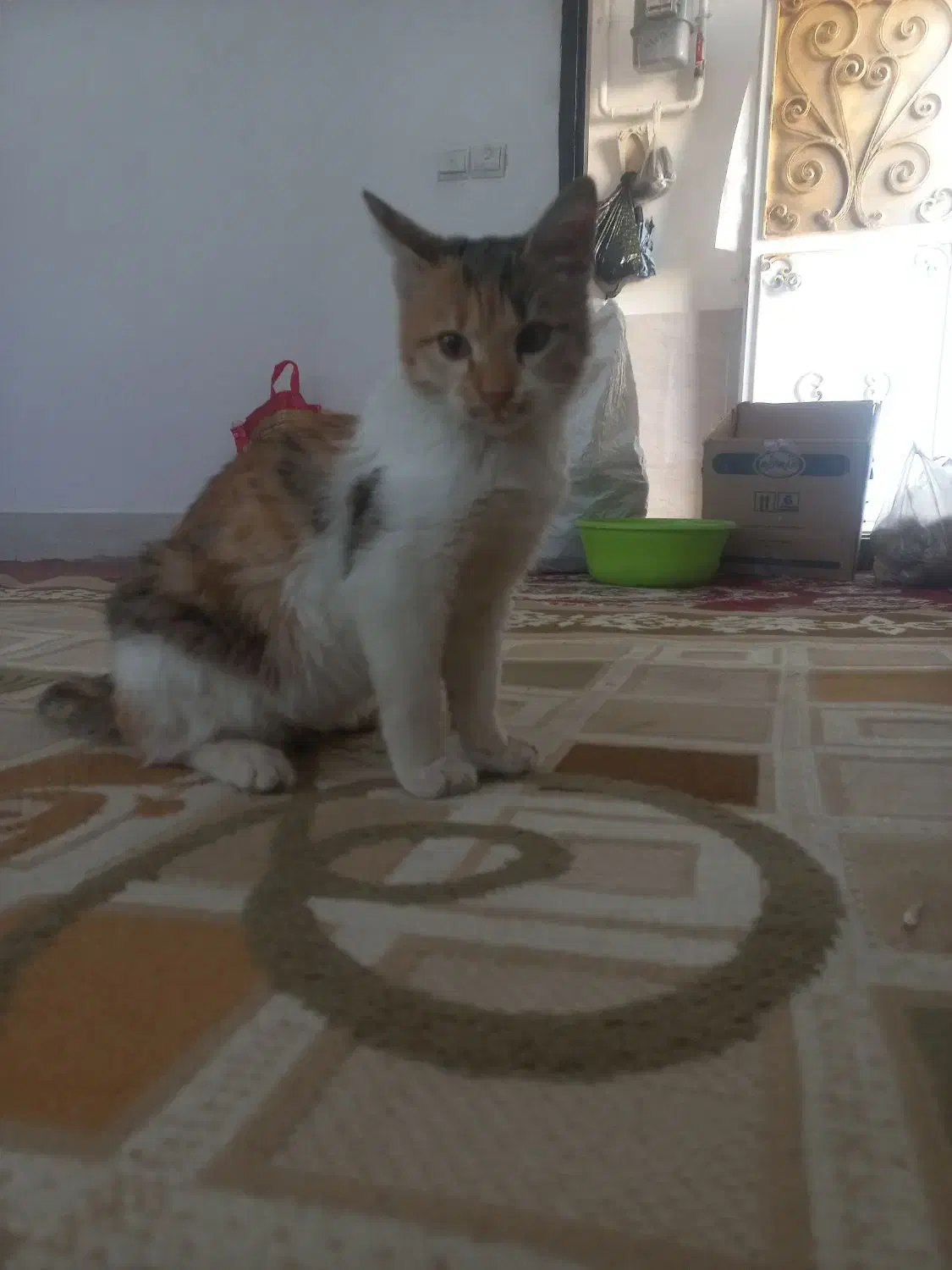 گربه خانگی|گربه|سنندج, |دیوار