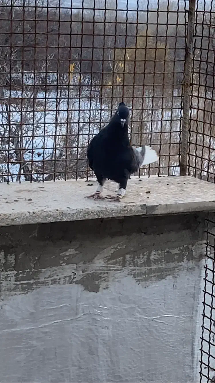 جوجه زاغ مایدم ۱۶ پر دم نر دم سفید|پرنده|همدان, |دیوار