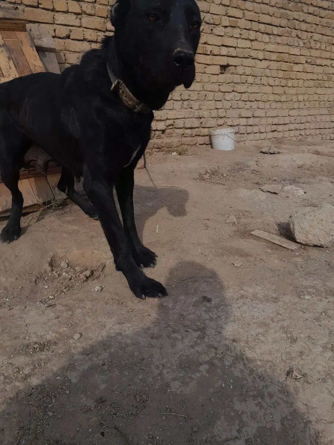 سگ  نگهبان سرابی ماده|سگ|چهاردانگه (تهران), |دیوار