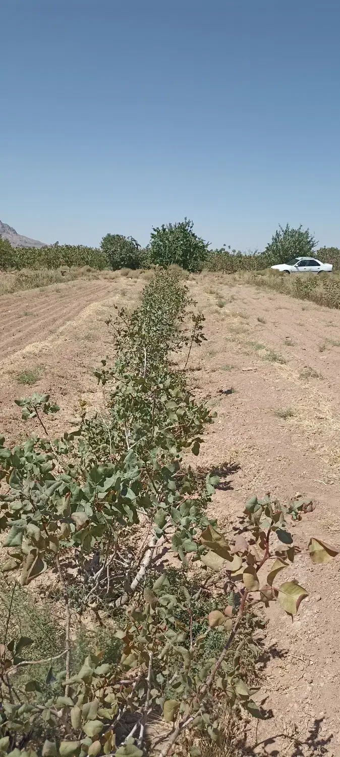 زمین و آب کشاورزی|فروش دفتر صنعتی، کشاورزی، تجاری|مهریز, |دیوار