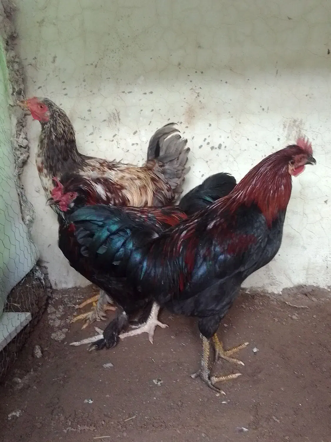 خروس بچه|پرنده|مرند, |دیوار