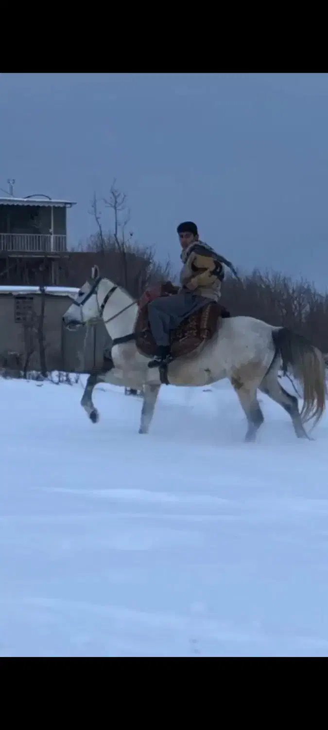 اخته هفت سال|اسب و تجهیزات اسب‌سواری|ارومیه, |دیوار