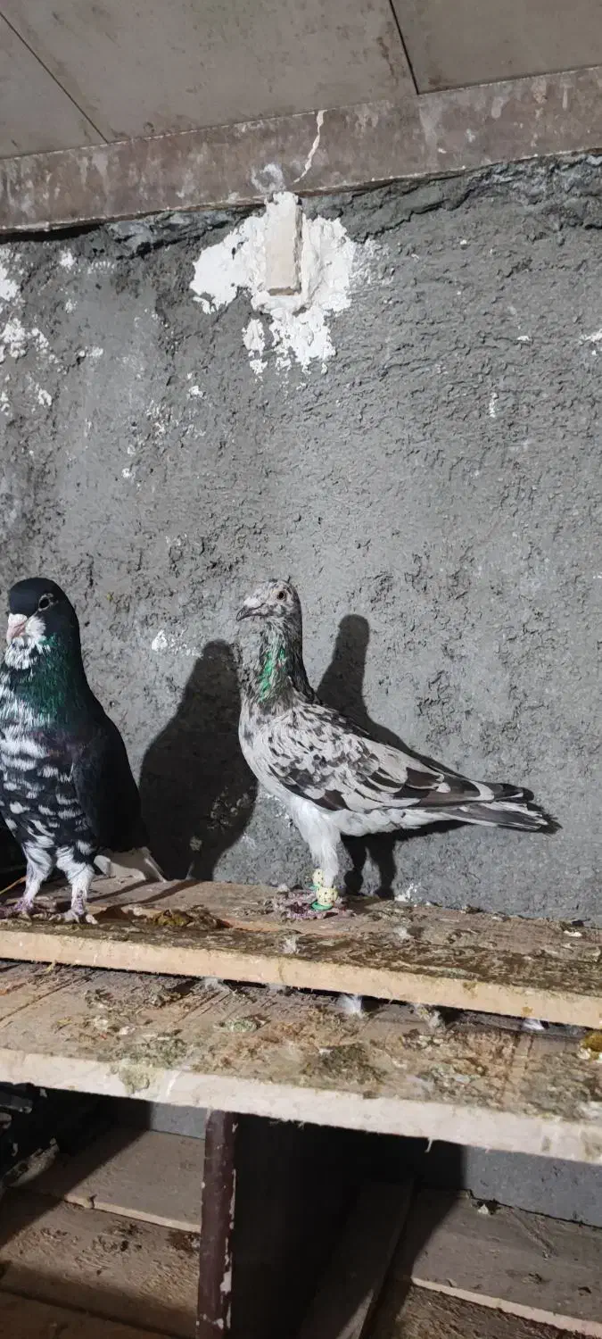 هفرنگ خطی خال خرمایی|پرنده|تاکستان, |دیوار