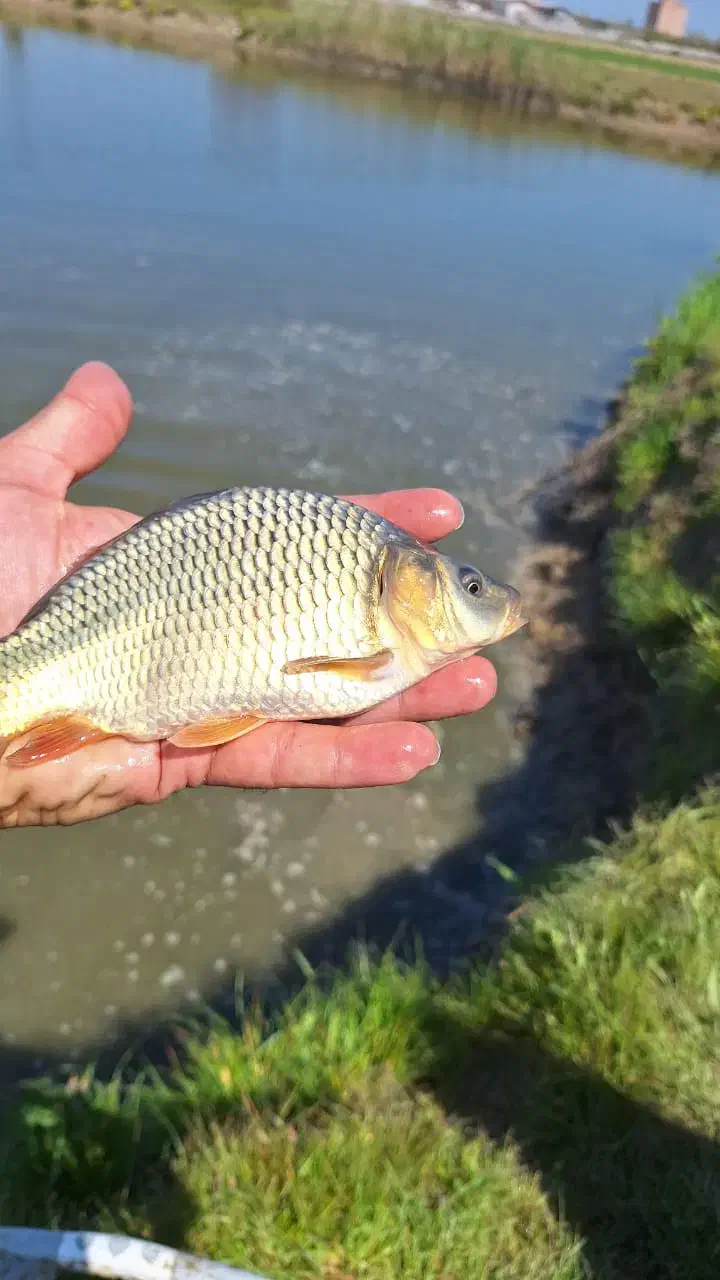 بچه ماهی کپور طلایی،آمور،قزل الا|ماهی|تهران, دانشگاه شریف|دیوار