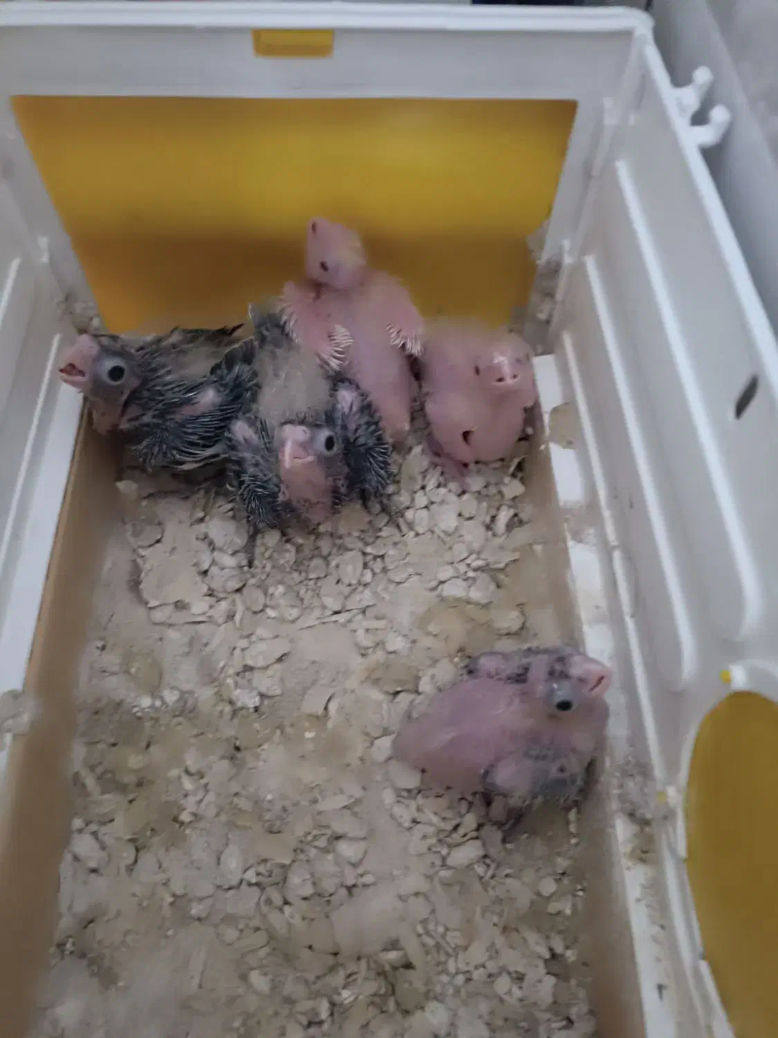 جوجه عروس هلندی سریلاک ارزان|پرنده|اشنویه, |دیوار