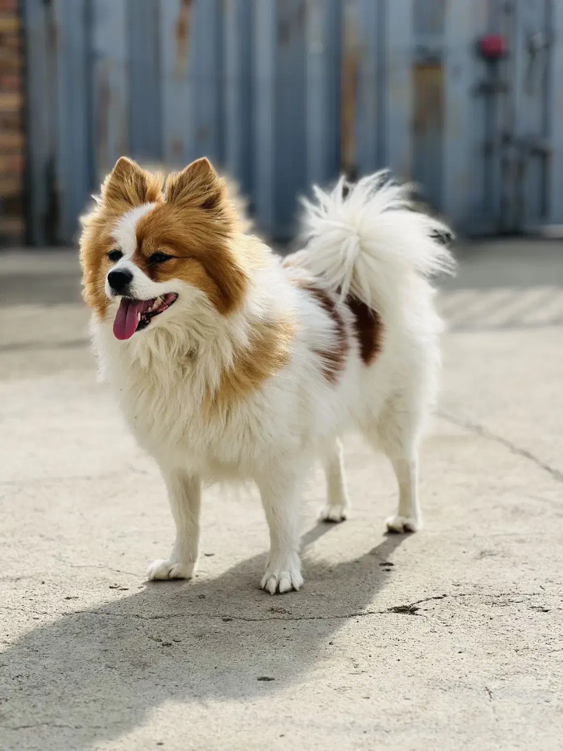 سگ پامر|سگ|بروجرد, |دیوار