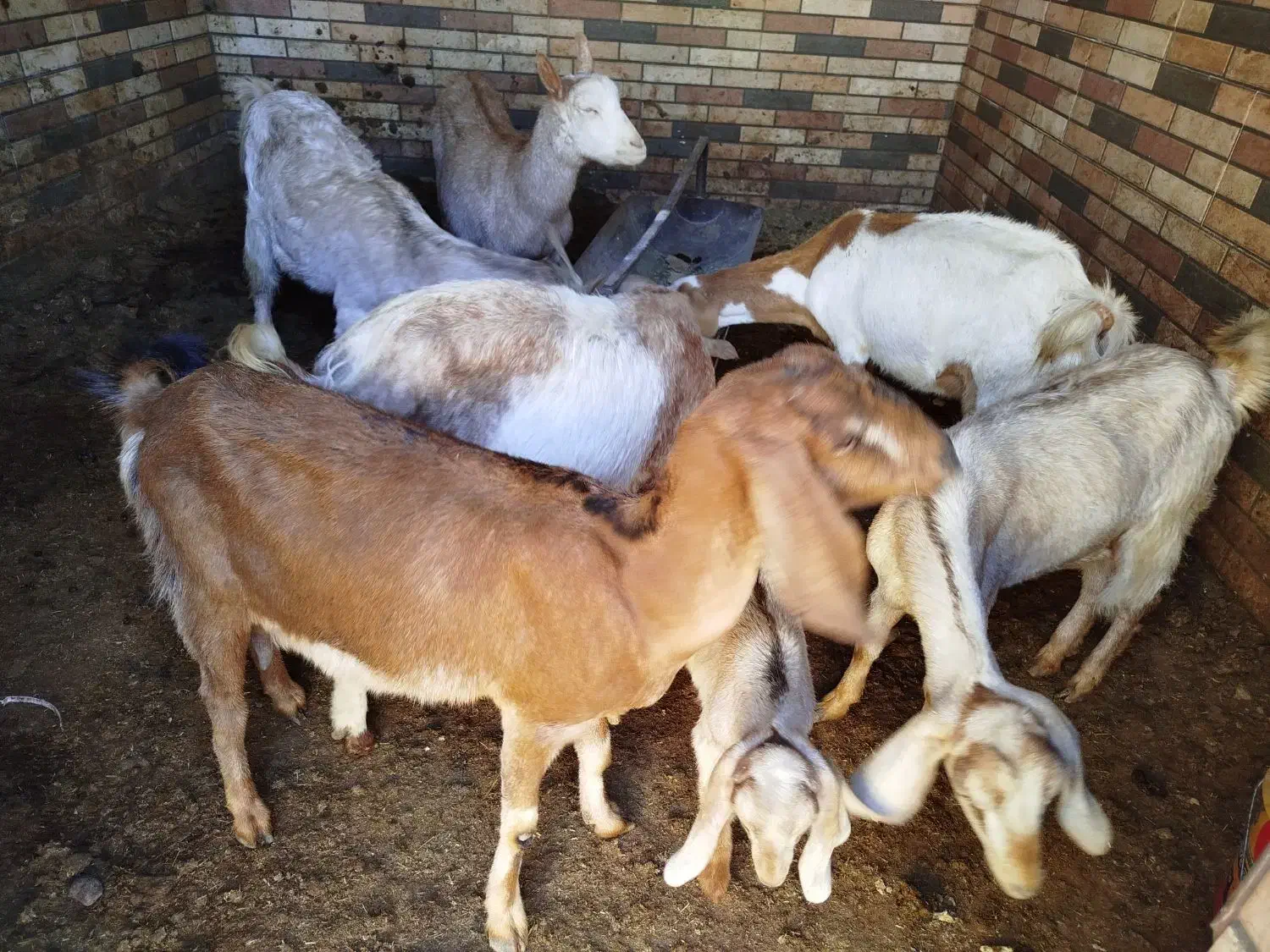 بز شیر ده|حیوانات مزرعه|میبد, |دیوار