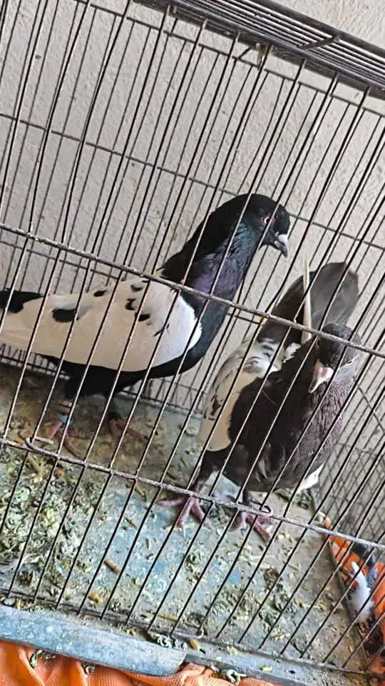 سینه سیاه|پرنده|کرمان, |دیوار