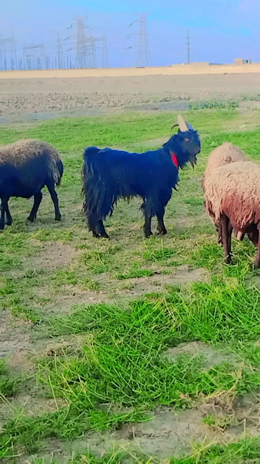 بزغاله نر دوبری|حیوانات مزرعه|اصفهان, قهجاورستان|دیوار