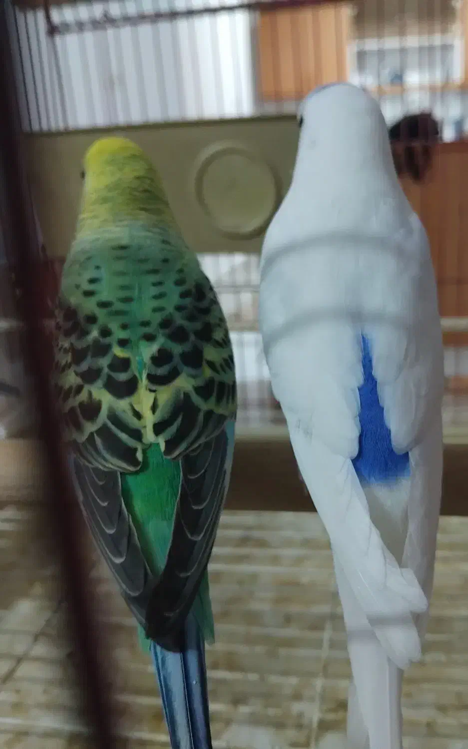 مرغ عشق رنگ خاص روی تخم بشرط|پرنده|مشهد, عبادی|دیوار