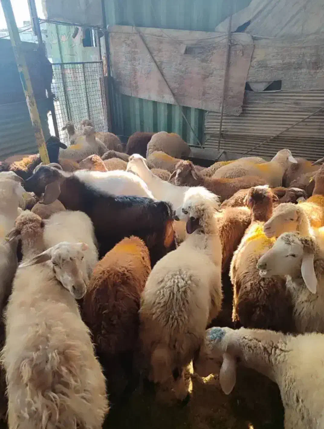 گوسفند مغان|حیوانات مزرعه|تهران, تهرانسر شمالی|دیوار