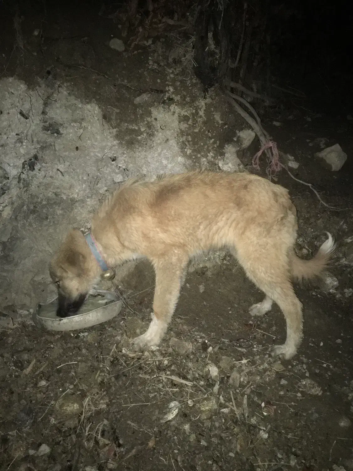 فروش کوتکه نر گالشی|سگ|رحیمآباد, |دیوار