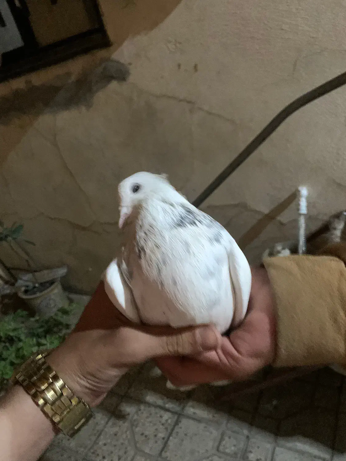 کبوتر طوق|پرنده|مریوان, |دیوار