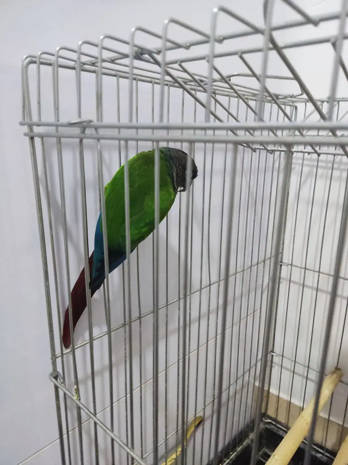 طوطی.|پرنده|قنوات, |دیوار