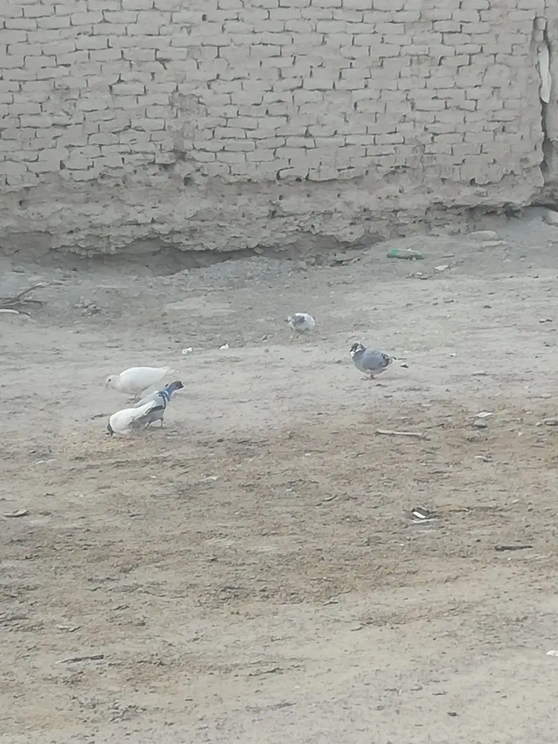6کبوتر از یک نسل معاوضه با 5 کفتر.. 6تاکفتر زمانتی|پرنده|زابل, |دیوار
