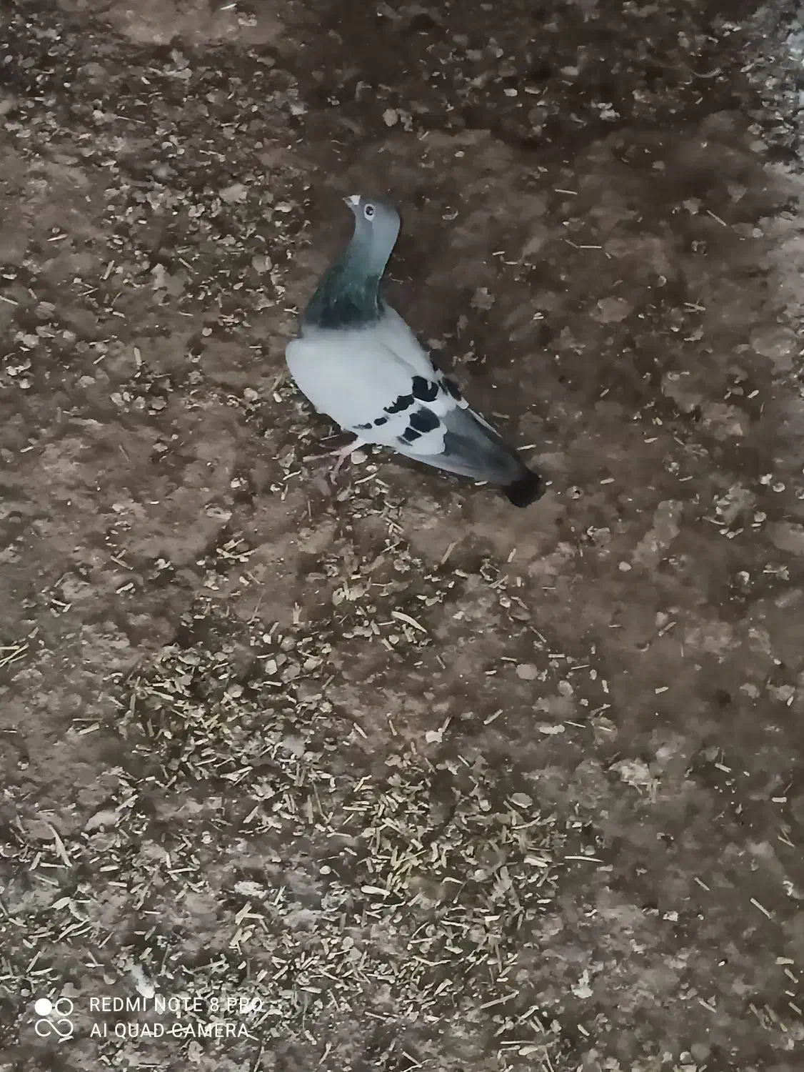 8تا زدخوردی|پرنده|رشتخوار, |دیوار