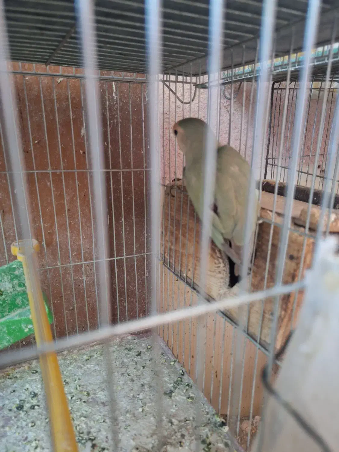 کوتوله|پرنده|شهرضا, |دیوار