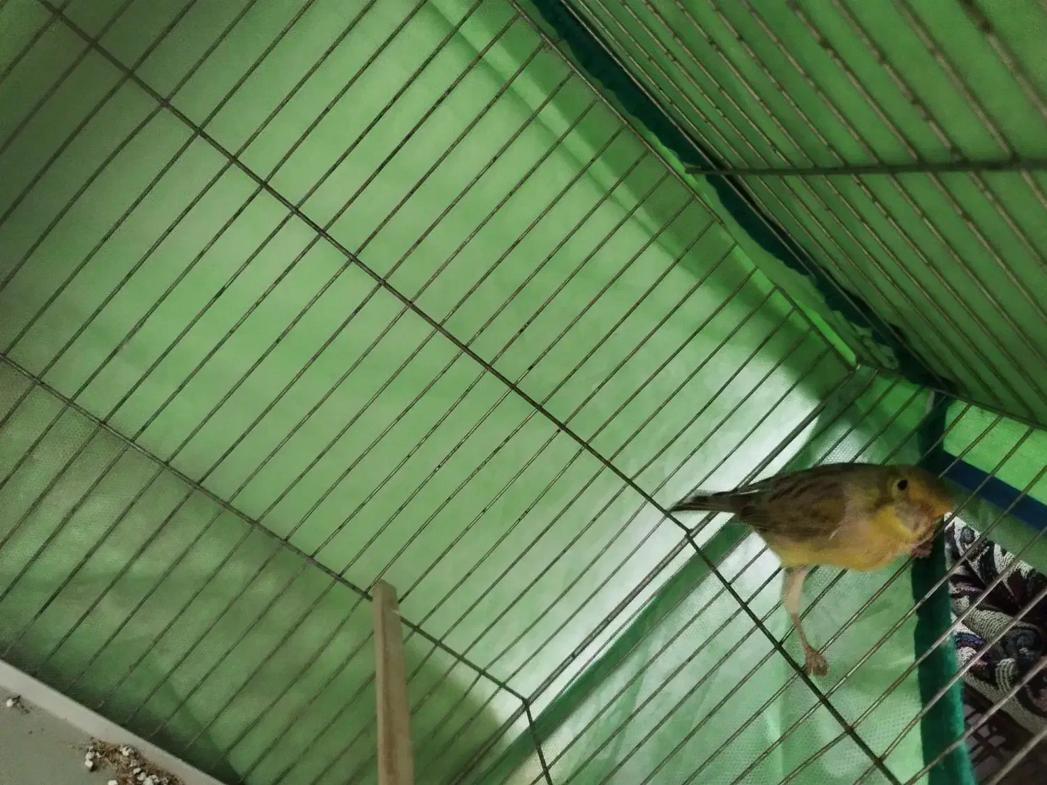 قناری ماده|پرنده|هشتگرد, شهرک راه آهن|دیوار