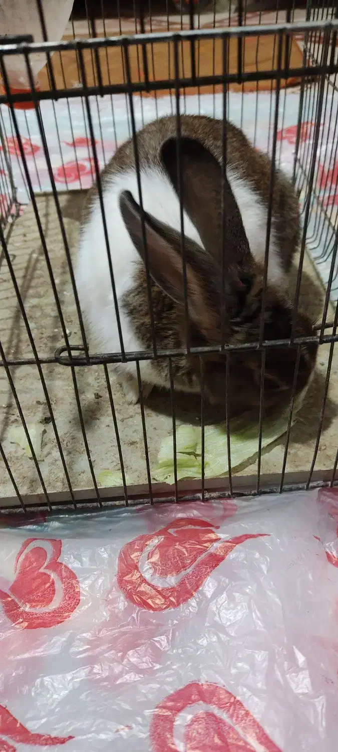 خرگوش در تاکستان|موش و خرگوش|تاکستان, |دیوار