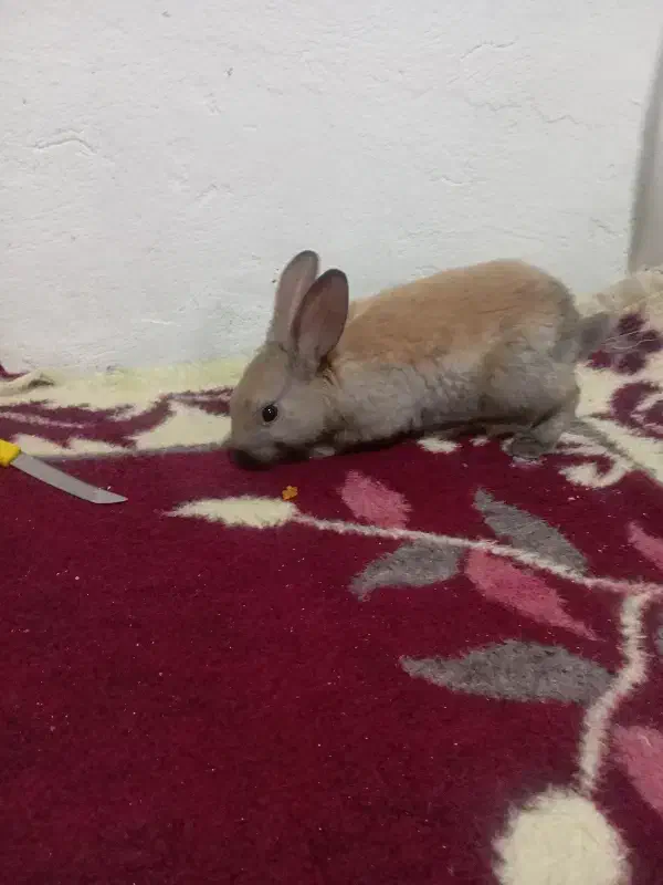 خرگوش|موش و خرگوش|شاهرود, |دیوار