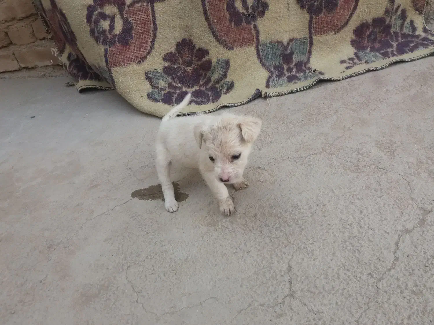 یه دونه توله پاکوتاه ماده|سگ|کرمانشاه, |دیوار