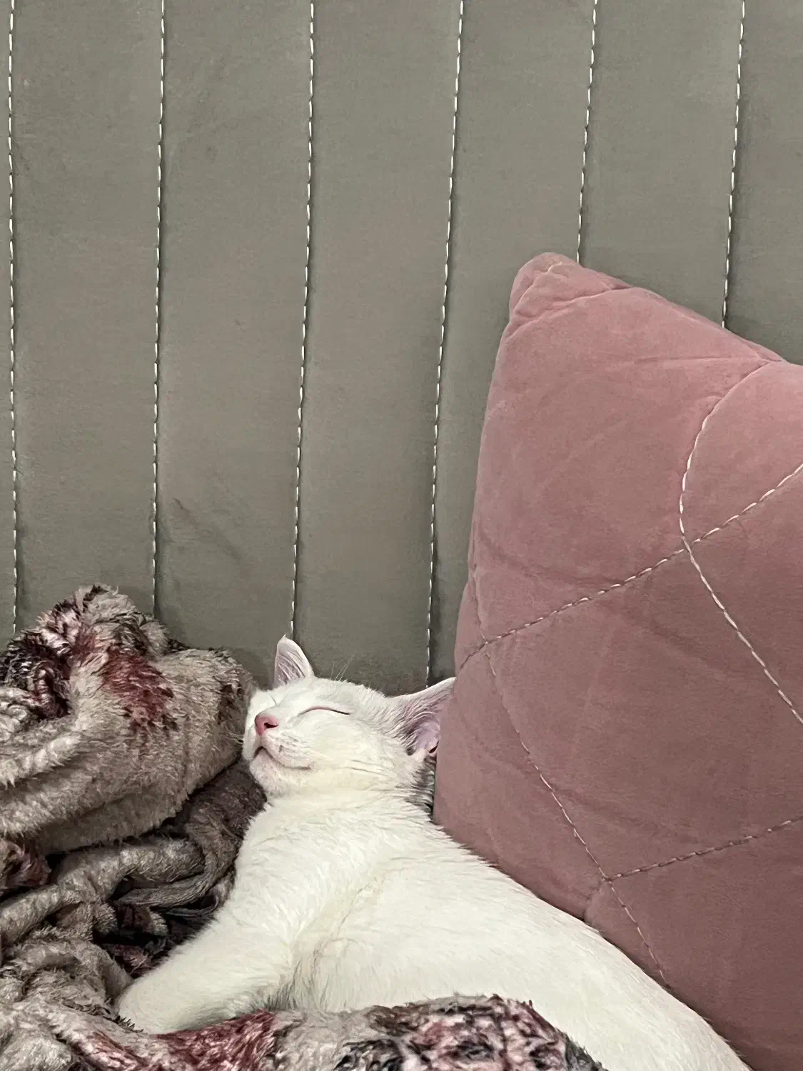 واگذاری گربه سفید|گربه|کرمانشاه, |دیوار