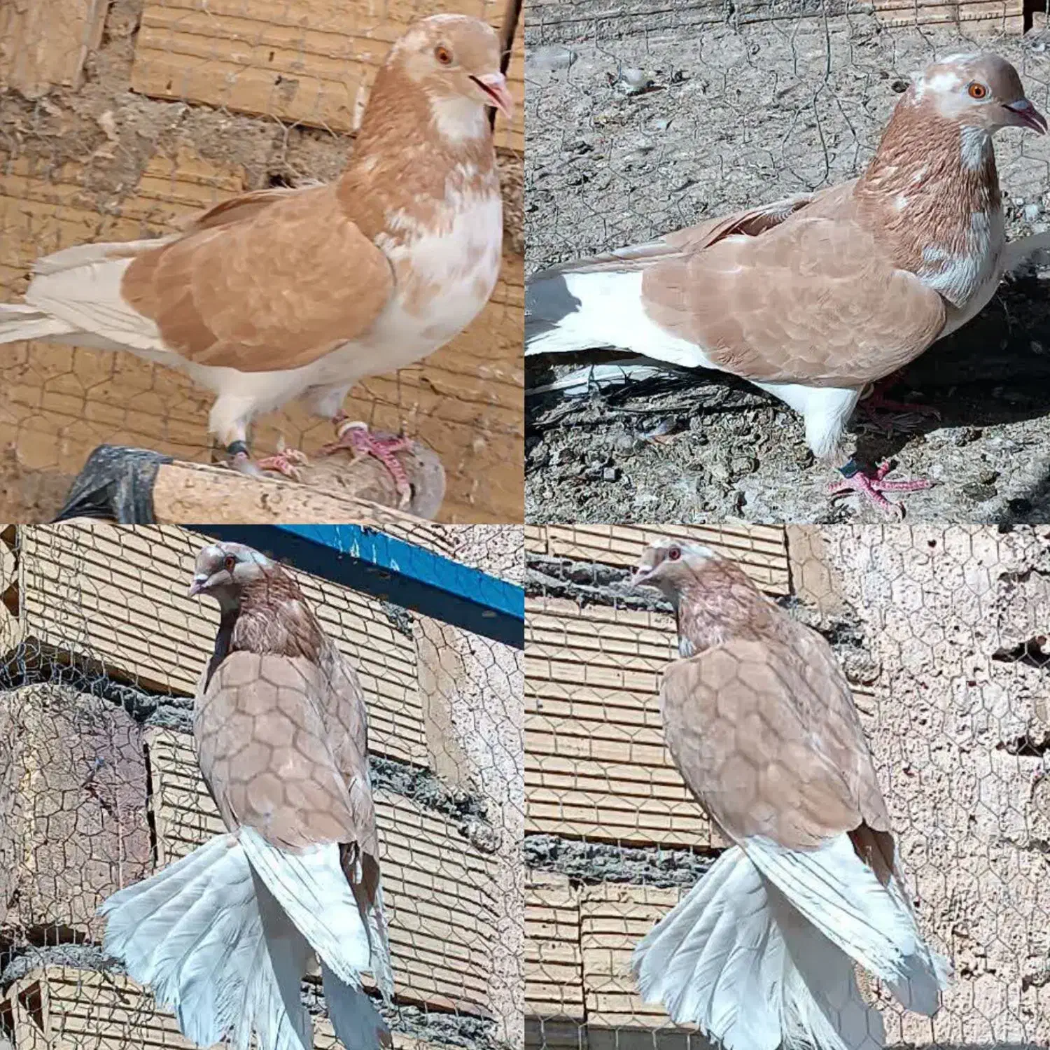 15 عدد کفتر پرشی ساعت سنگین .|پرنده|اردکان, |دیوار