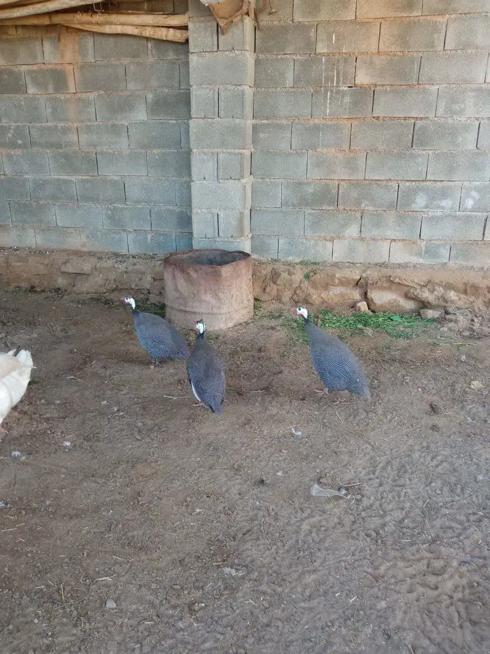 مرغ|حیوانات مزرعه|اهواز, حصیرآباد|دیوار