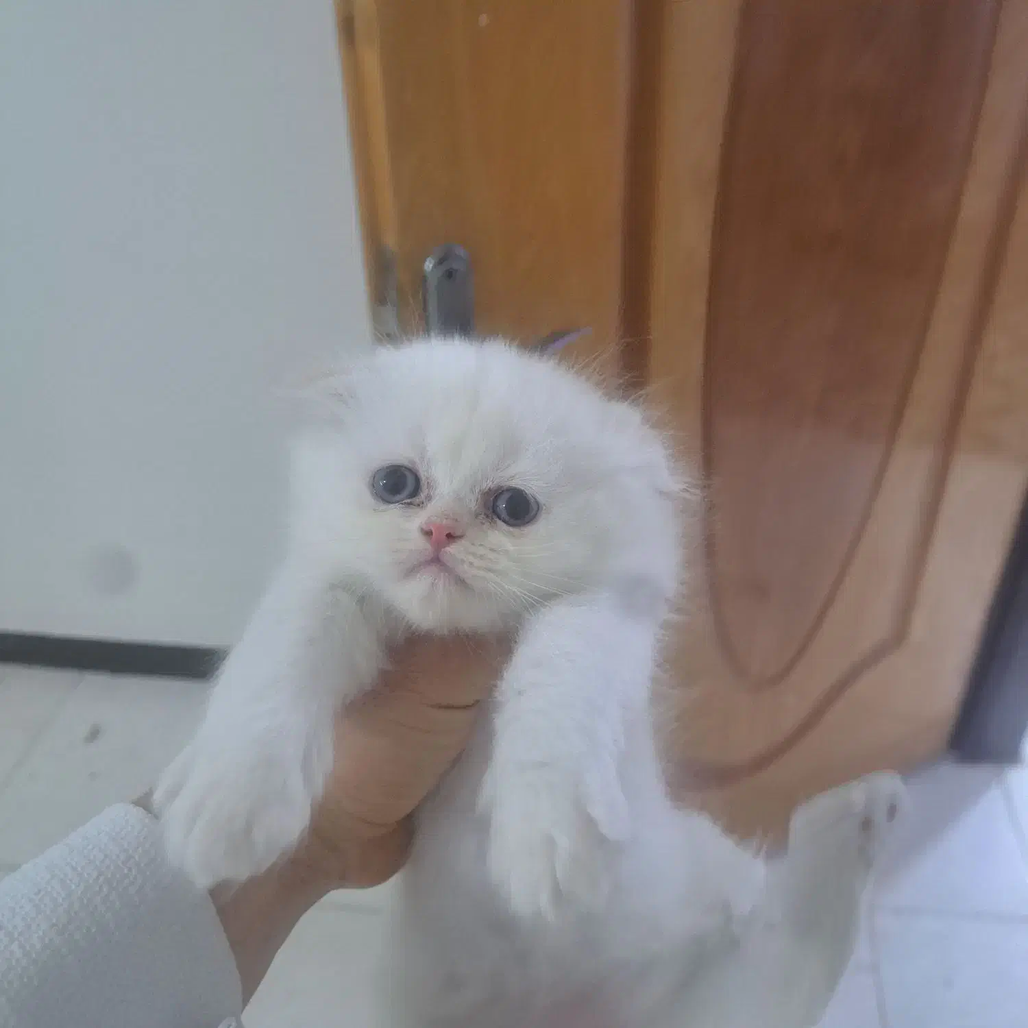 گربه اسکاتیش و بریتیش و پرشین|گربه|آبادان, |دیوار