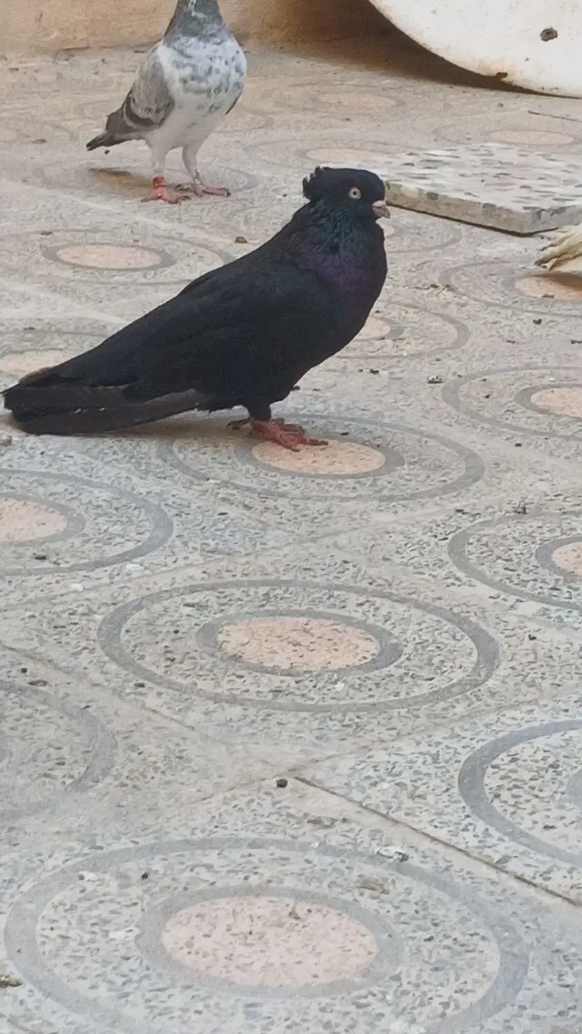 کبوتر آبادانی درجه یک تخفیف به خریدار|پرنده|بوشهر, |دیوار