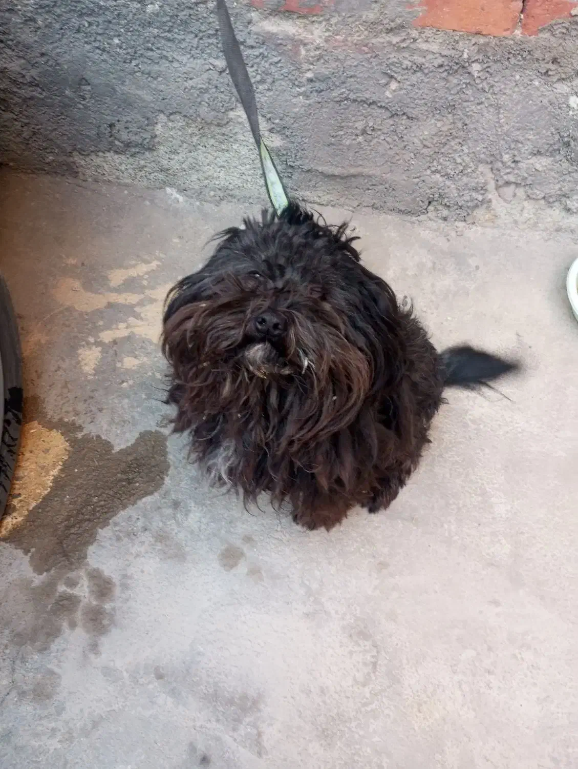 واگذاری سگ پا کوتاه خانگی|سگ|مهاباد (آذربایجان غربی), |دیوار