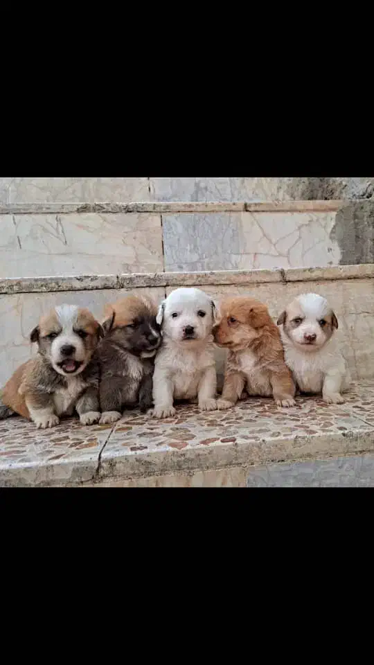 سگ های کوچولو ( فنجونی )|سگ|یزد, |دیوار