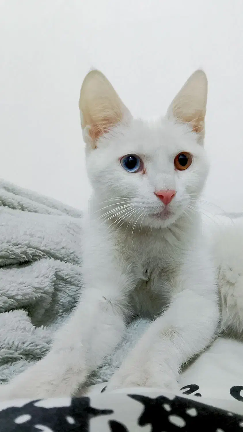 واگذاری گربه خانگی نژاد دار|گربه|سنندج, |دیوار