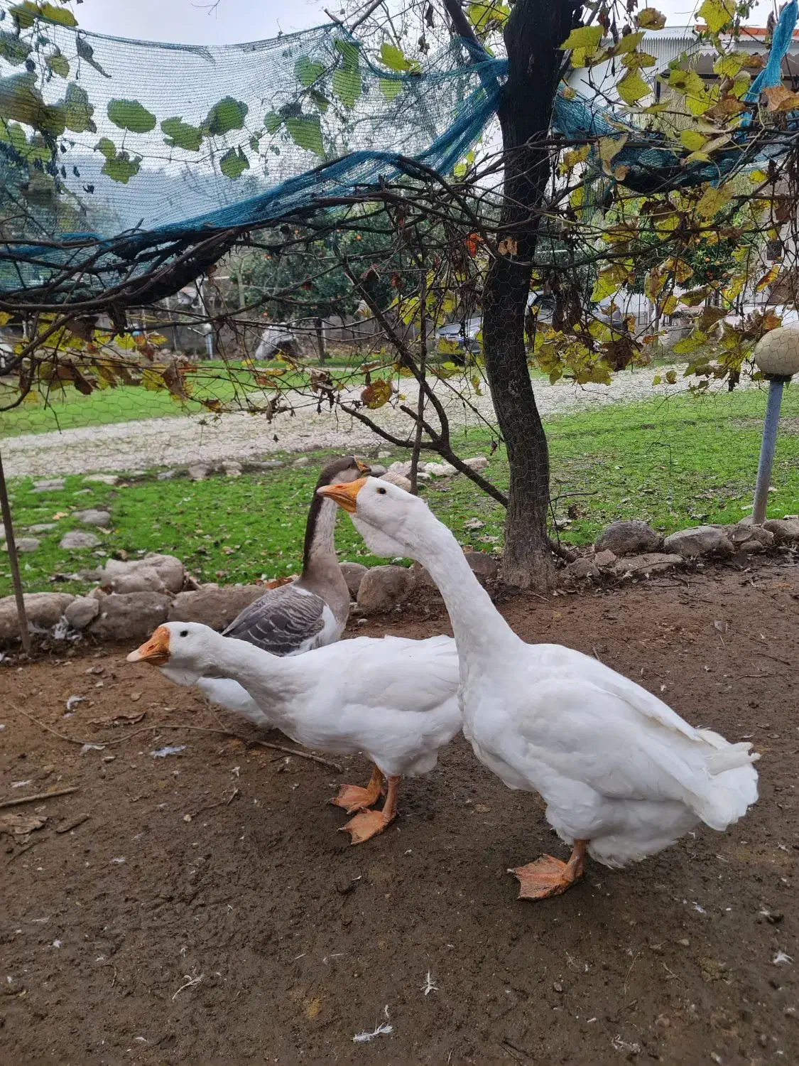 قوغاز میکس لیندا خالماگوری ماده|حیوانات مزرعه|لیسار, |دیوار