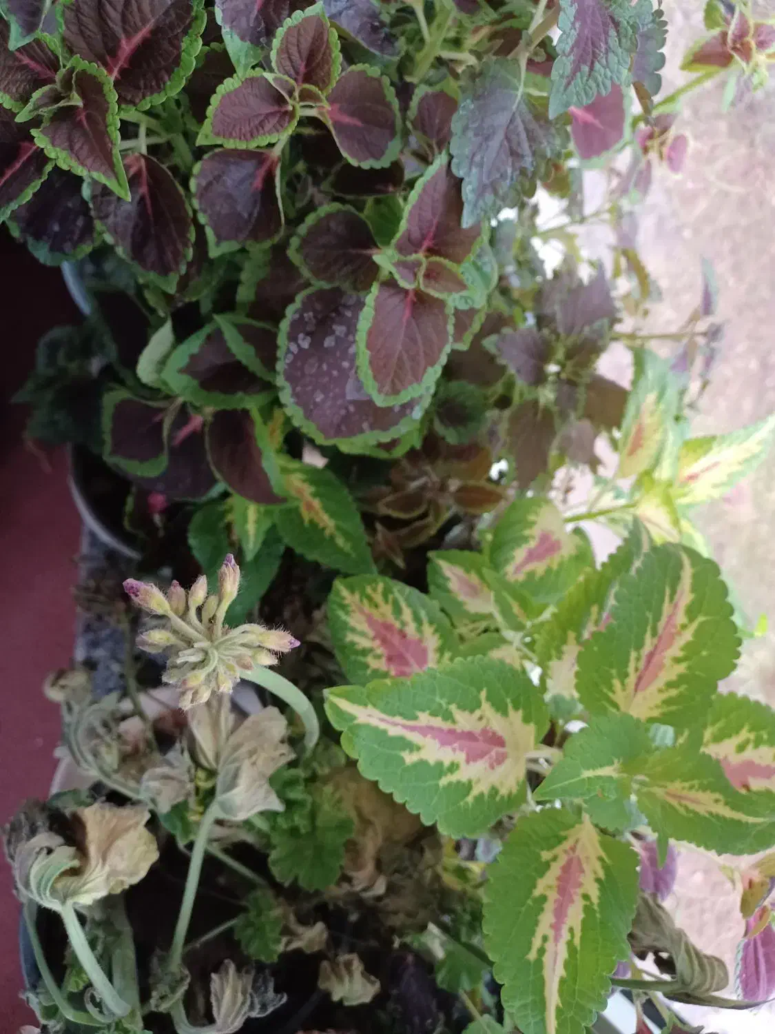 گل های طبیعی وزیبا|گل و گیاه طبیعی|خسروشاه, |دیوار