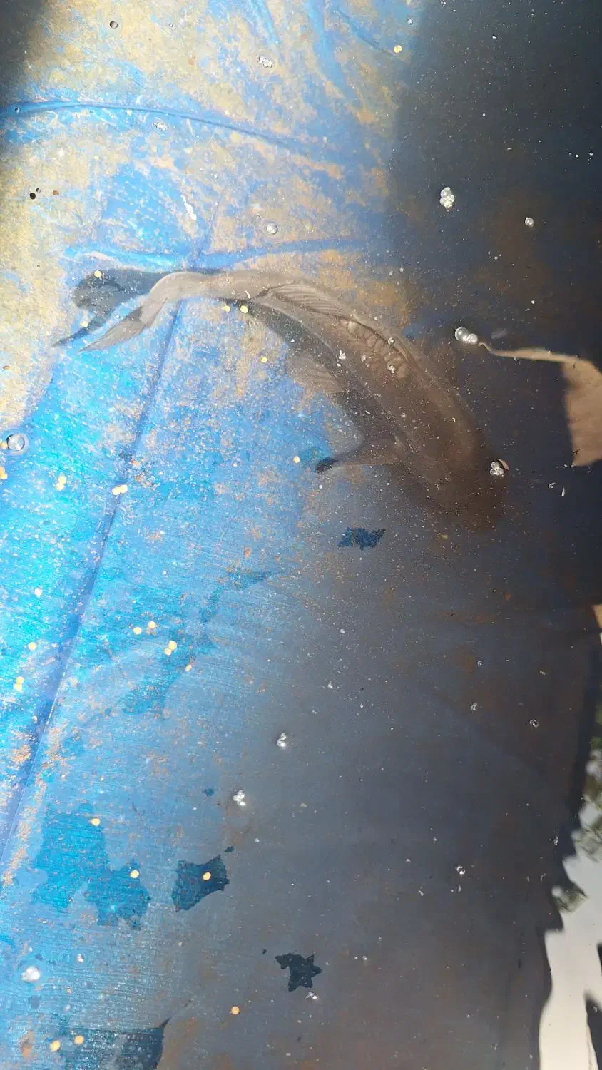 ماهی کوی بزرگ سالم خونگی|ماهی|اصفهان, نصرآباد|دیوار